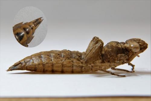 Aeshna grandis